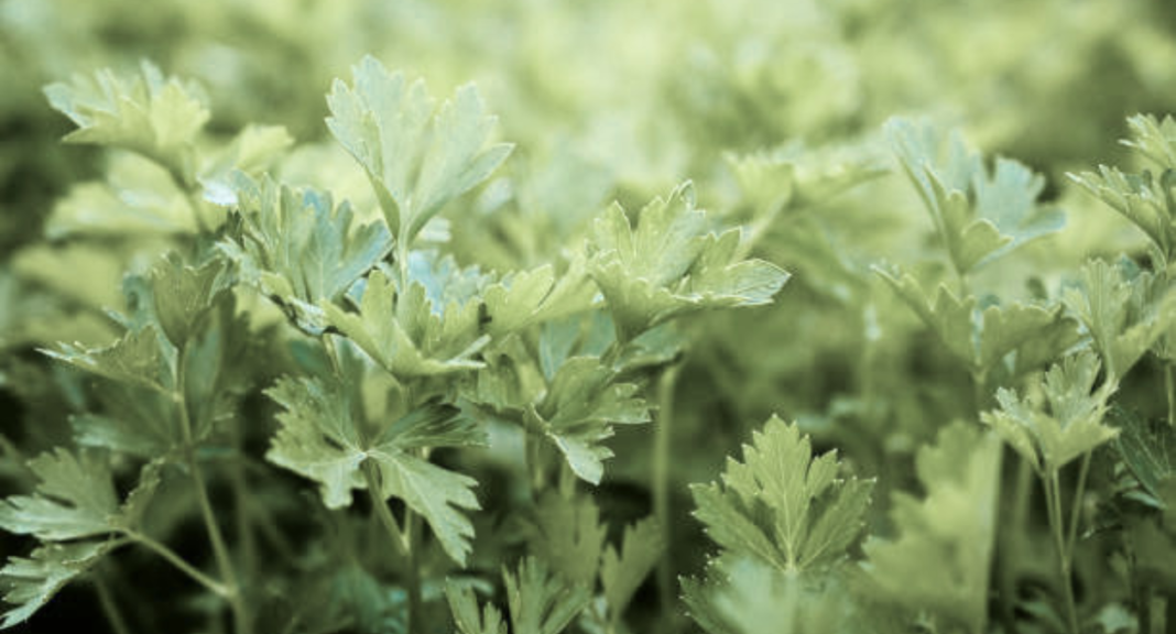 cilantro shortage
