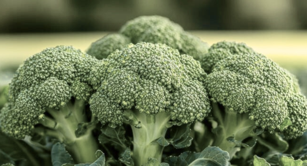 Broccoli Shortage of 2026 Why Your Greens Are Vanishing