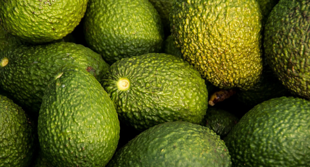 Avocado Shortage Why Your Guacamole Just Got Expensive