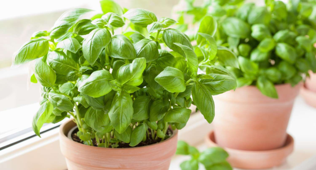 basil shortage