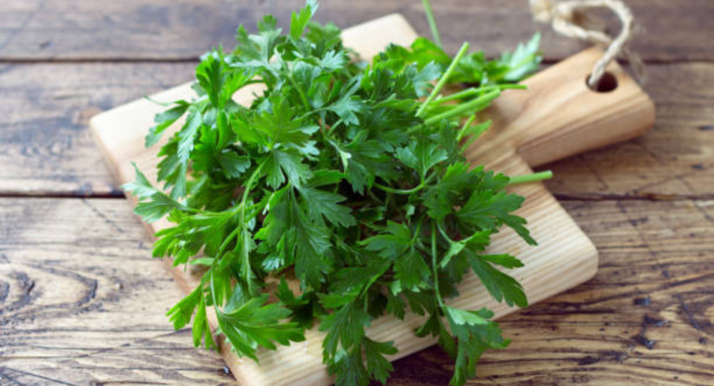 cilantro shortage