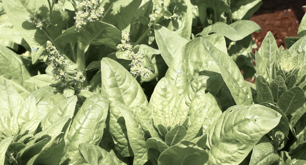 Spinach Shortage Why Your Salad Just Got Expensive