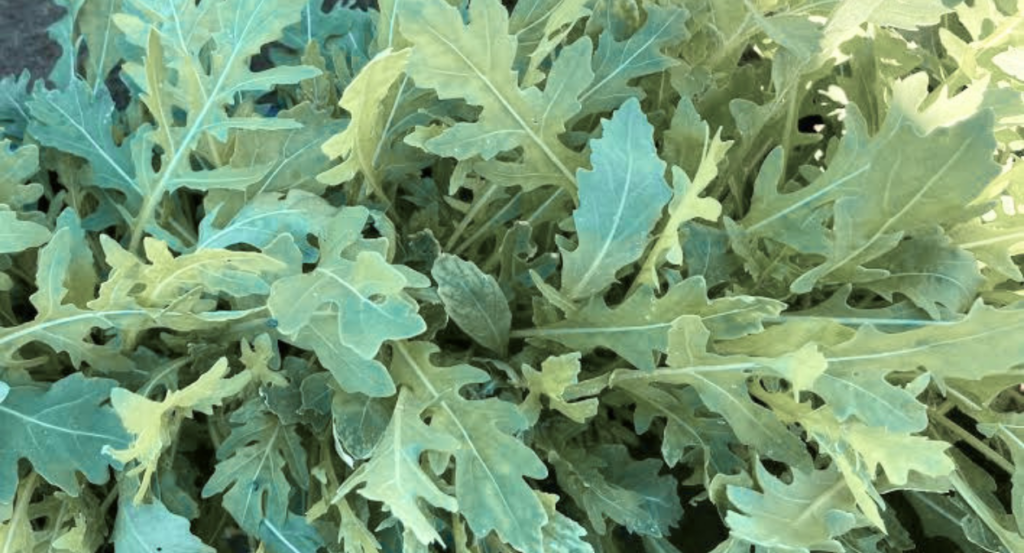 arugula shortage