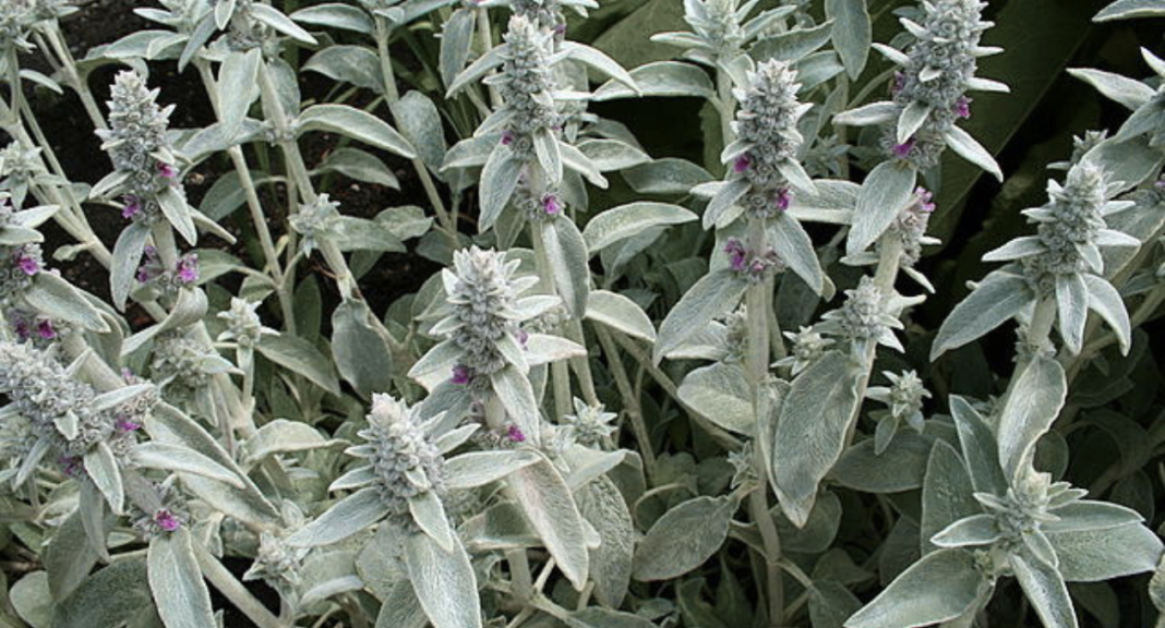 mullein look alikes Exposed Protect Yourself With These Key Identification