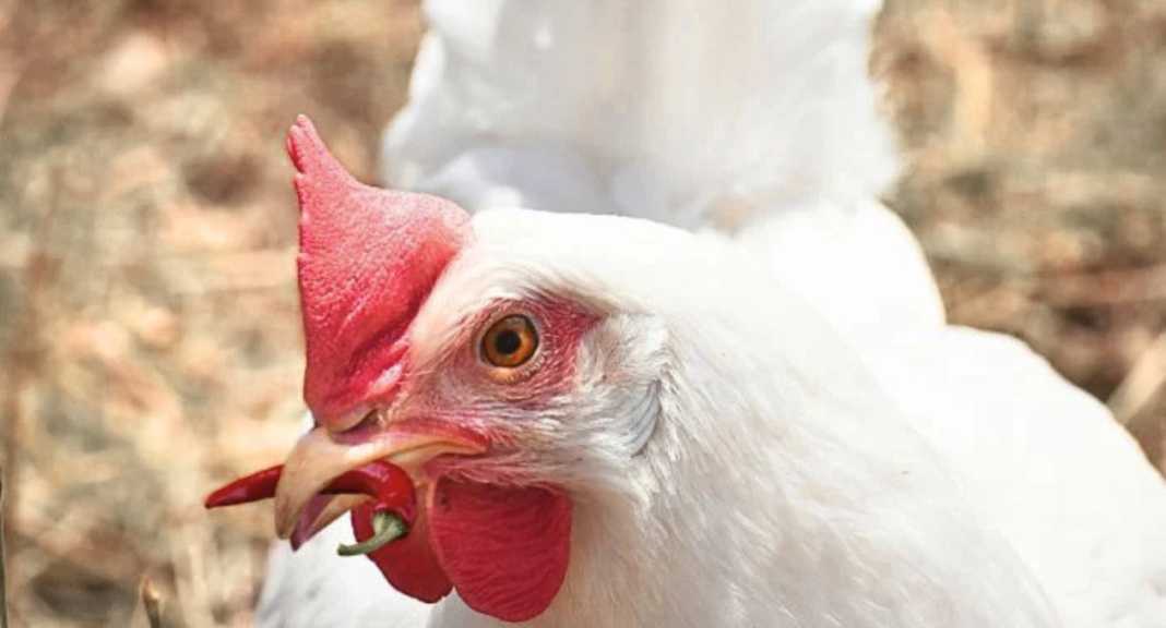Can Chickens Eat Jalapeños for Backyard Chicken Keepers