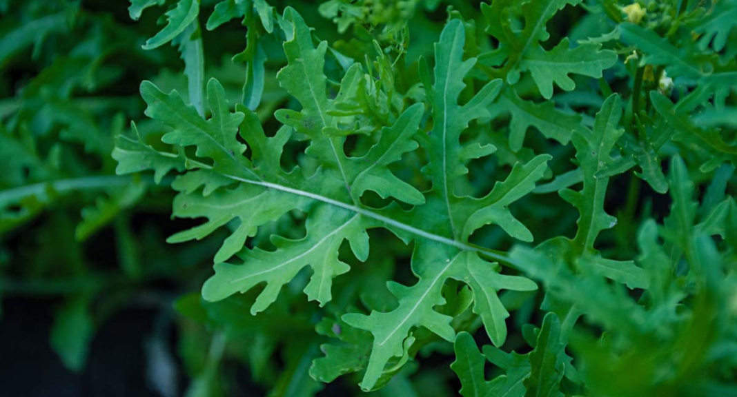 arugula shortage